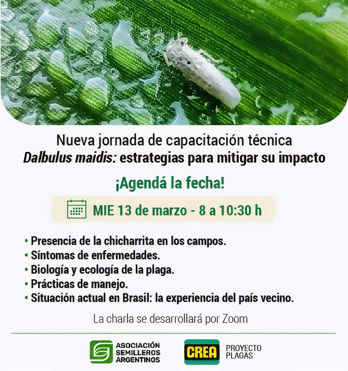 flyer crea chicharrita